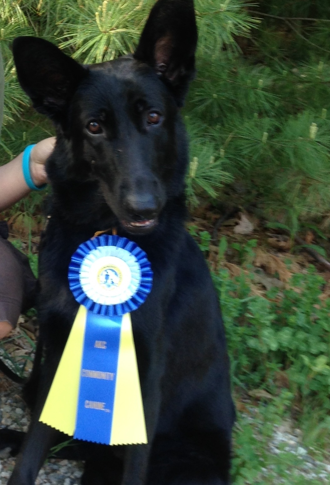 Dog Training Group Classes for Brookline to Nashua, New Hampshire