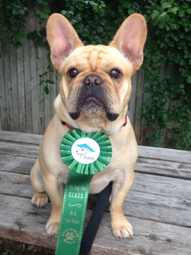 Dog Training Group Classes for Brookline to Nashua, New Hampshire