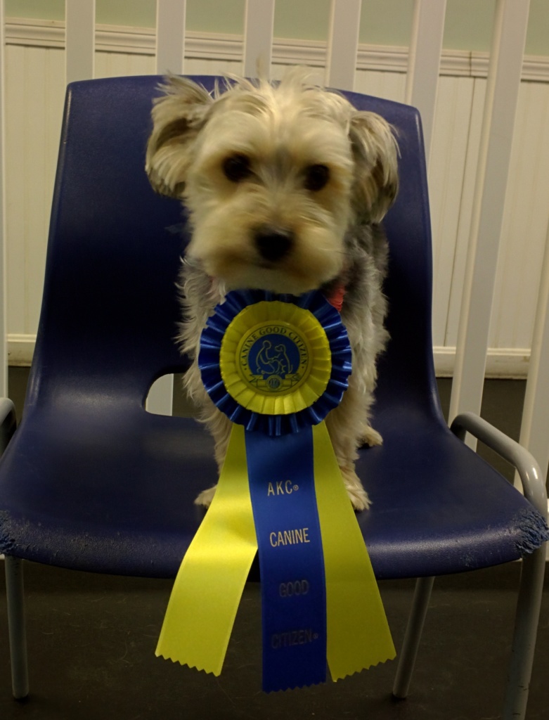 Dog Training Group Classes for Brookline to Nashua, New Hampshire