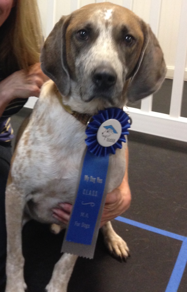 Dog Training Group Classes for Brookline to Nashua, New Hampshire