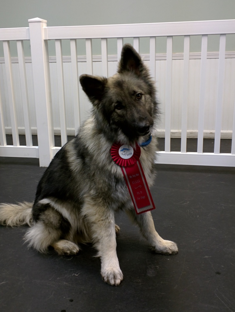 Dog Training Group Classes for Brookline to Nashua, New Hampshire