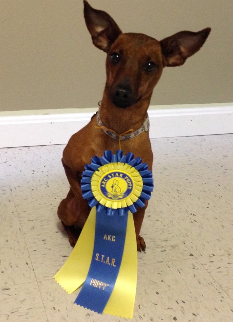 Dog Training Group Classes for Brookline to Nashua, New Hampshire