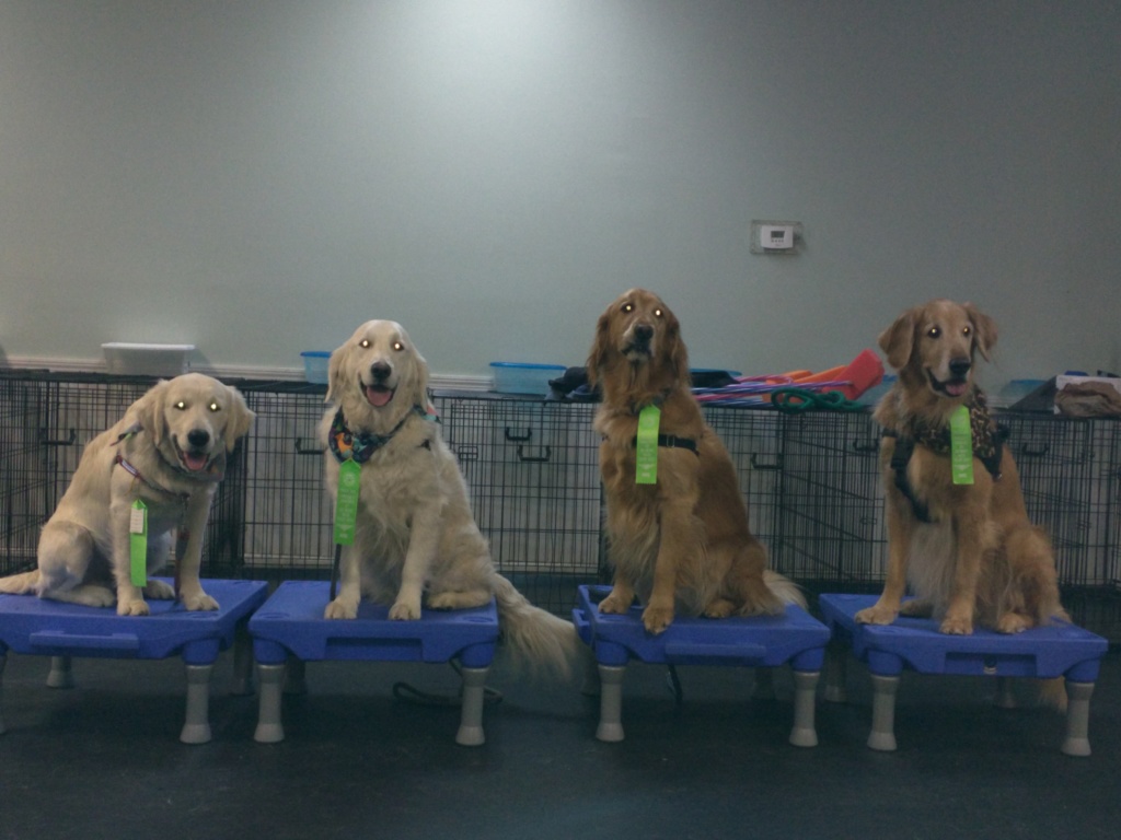 Dog Training Group Classes for Brookline to Nashua, New Hampshire