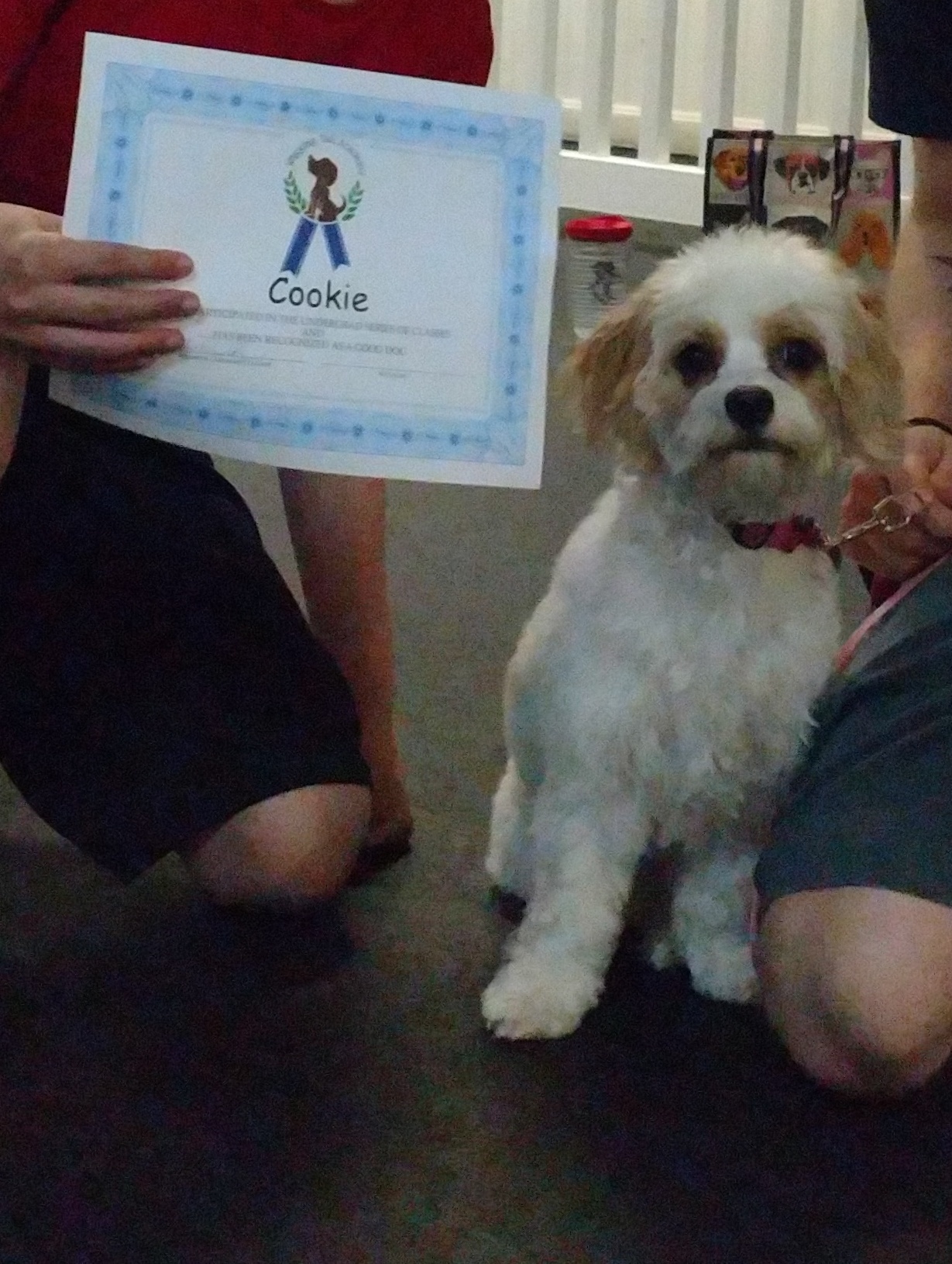 Dog Training Group Classes for Brookline to Nashua, New Hampshire