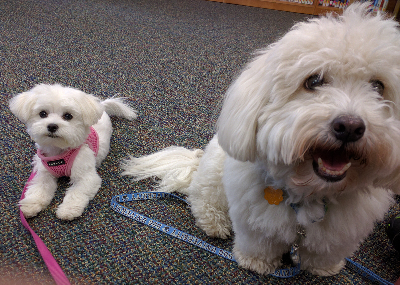 Dog Training Group Classes for Brookline to Nashua, New Hampshire