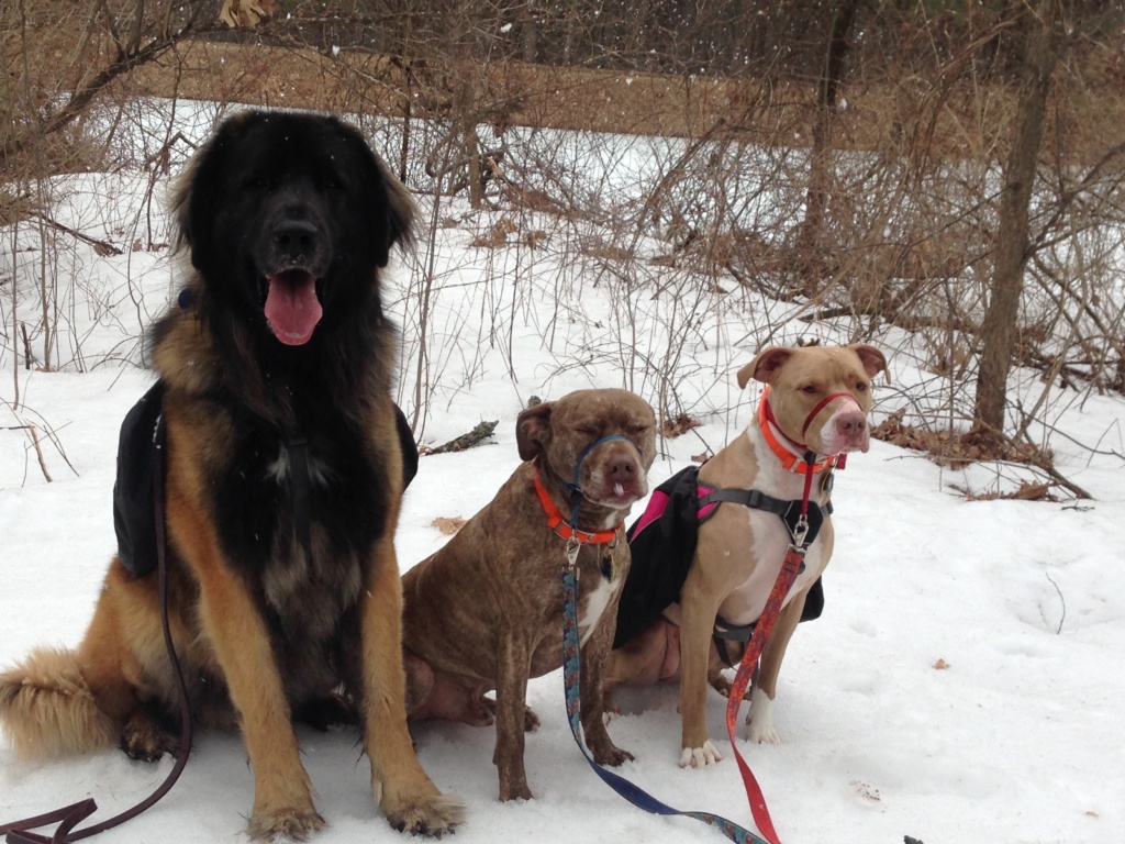 Private Dog Training Nashua NH